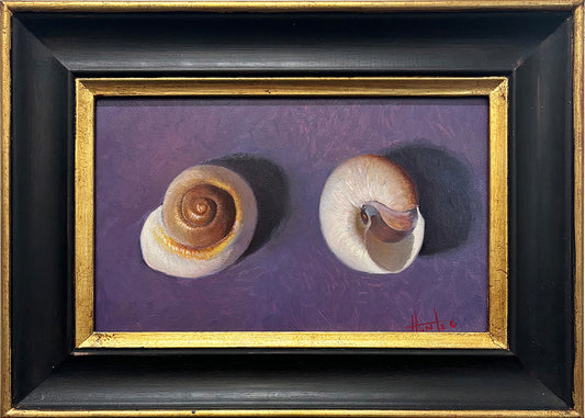 Sea Shells © Hunter Eddy